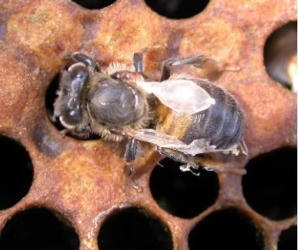 Bee showing DWV